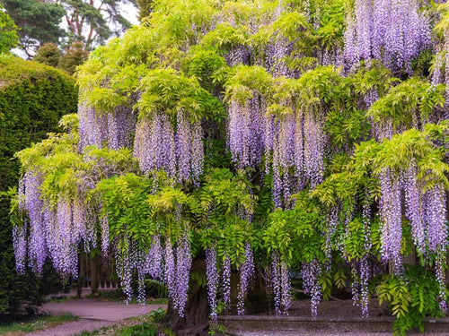 All Seasons Purple Wisteria Climbing Flowering Tree Seeds