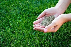 Grass Seeds