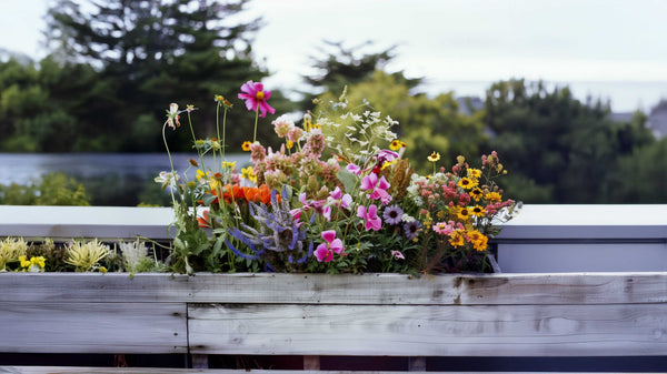 Flower Seeds
