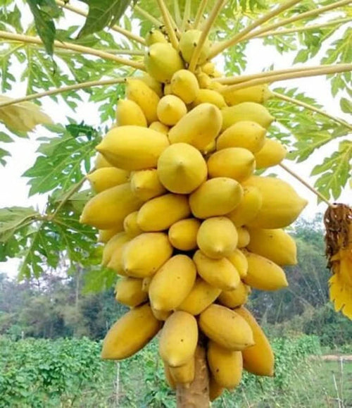 Golden Papaya/Yellow Papaya Papita Fruit Live Plant Seeds