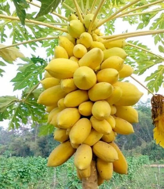 Golden Papaya/Yellow Papaya Papita Fruit Live Plant Seeds