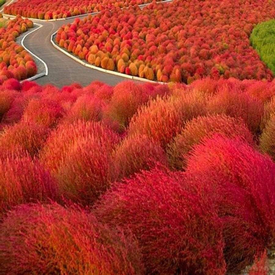Ornamental Burning Bush Plant Kochia Seeds