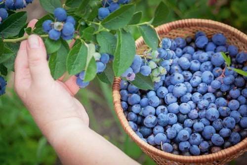 Rare Hybrid Bush Blueberry Fruit Live Plant seeds