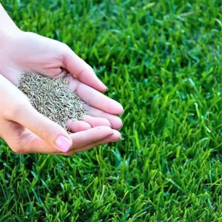 "Grass Seeds Hybrid Best For Your Beautiful Home Gardening