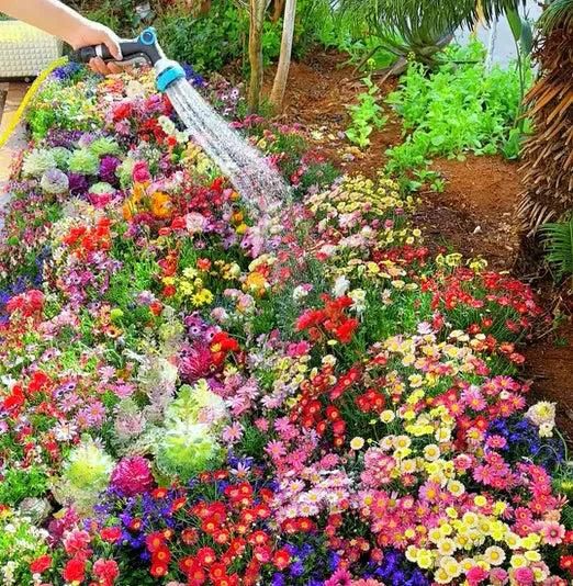 Varieties of Flower Seeds and Supplement(Pack of 1)