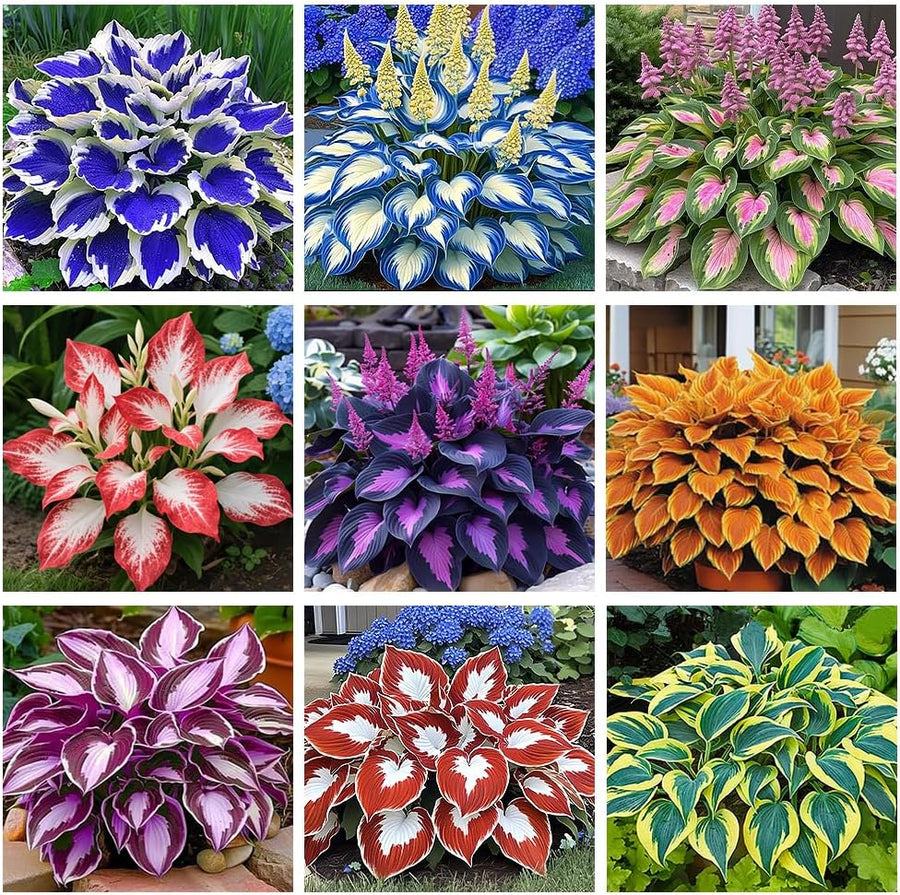 Mixed Hosta Seeds for Planting Outdoors