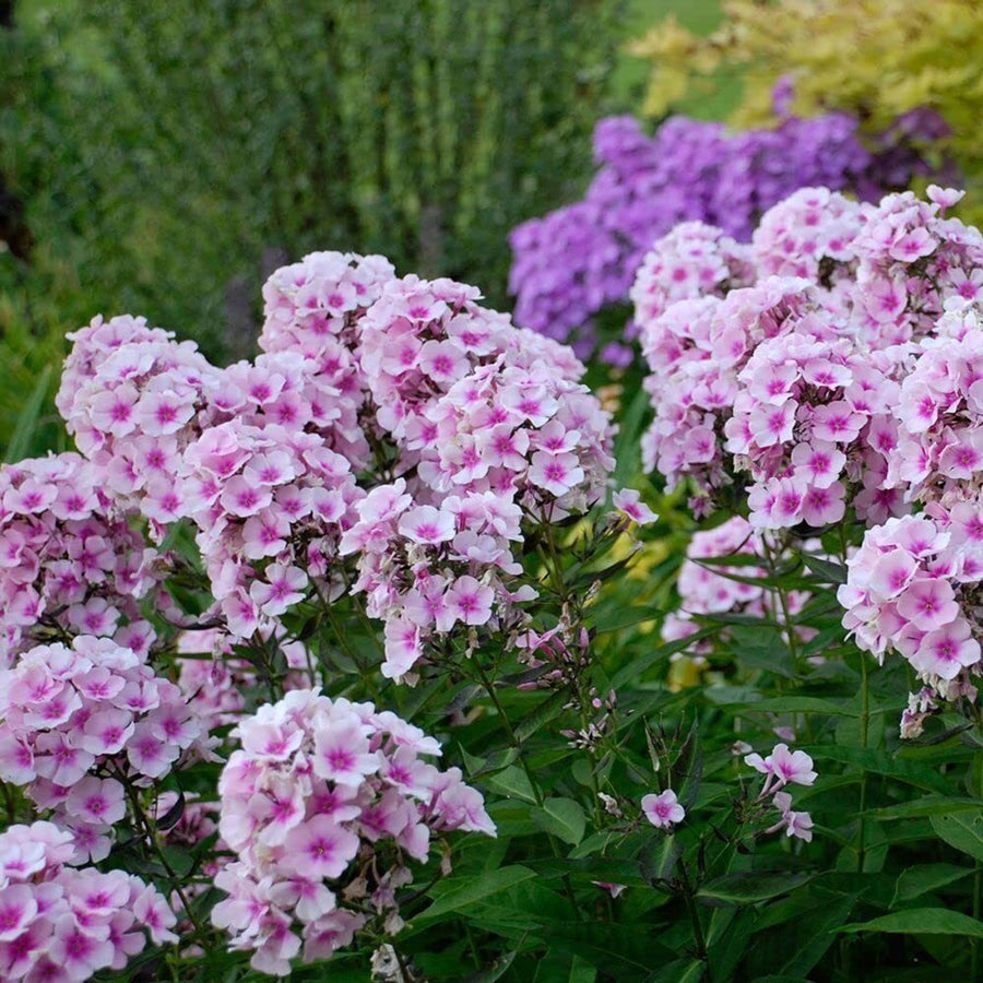Hybrid Fresh Flower Seeds for Planting in Home & Garden