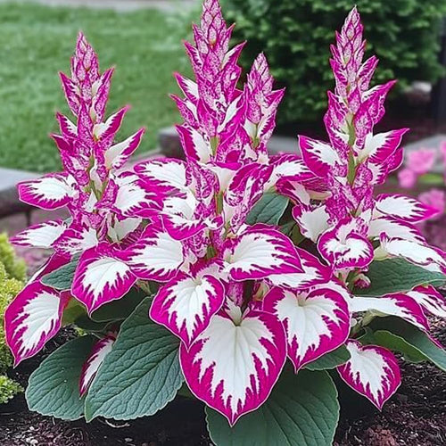 Mixed Hosta Seeds for Planting Outdoors