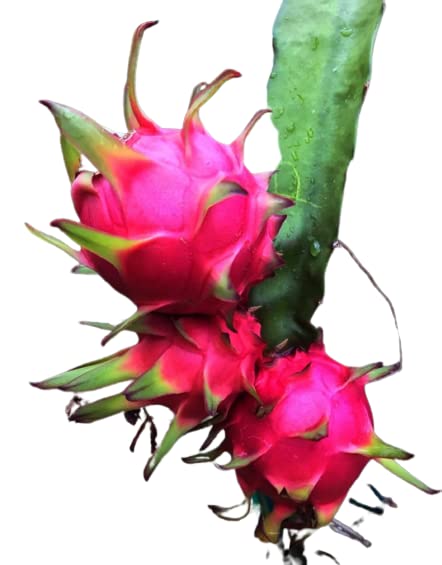 DRAGON Fruit Plant Seeds For outdoor and indoor planting