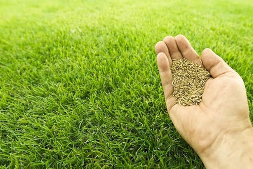 Bermuda grass seeds
